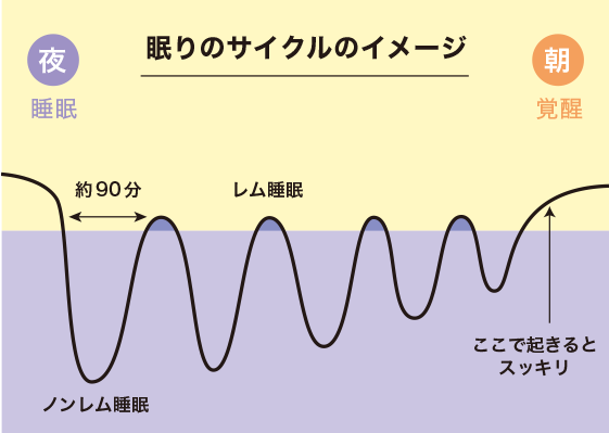 睡眠のサイクル