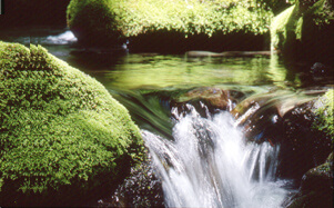 森に湧きでる天然水「FRECIOUS木曽」