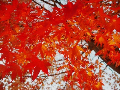 富士河口湖の紅葉