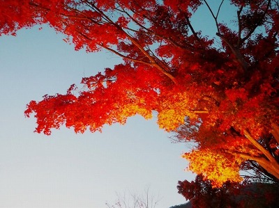 富士河口湖の紅葉