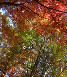 富士山の麓の紅葉