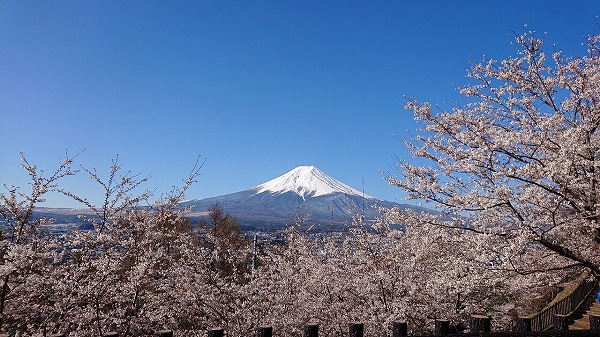 桜と富士山