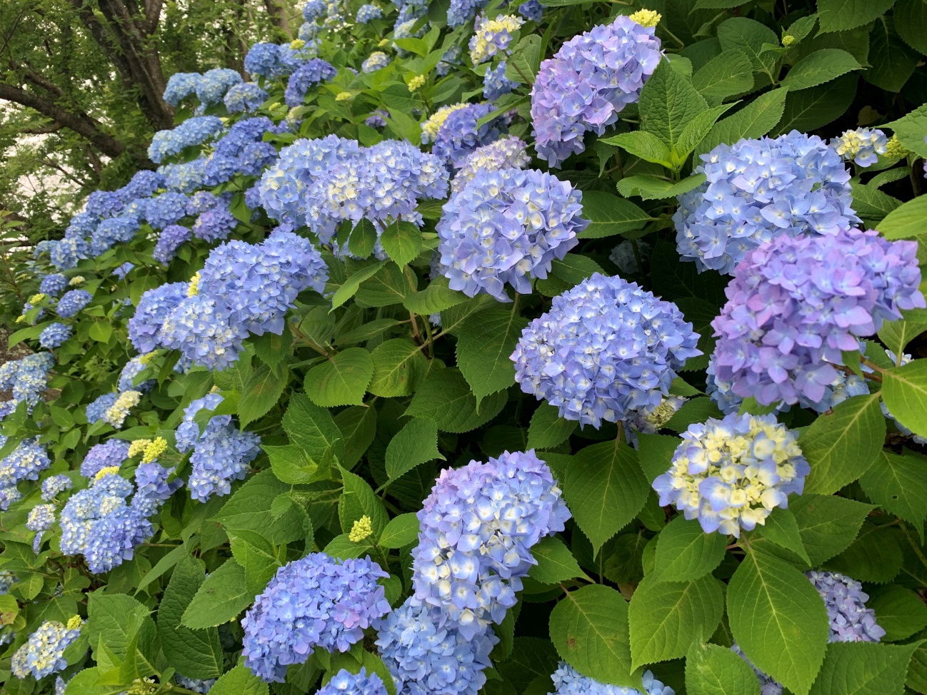 河口湖ハーブフェスティバルの紫陽花