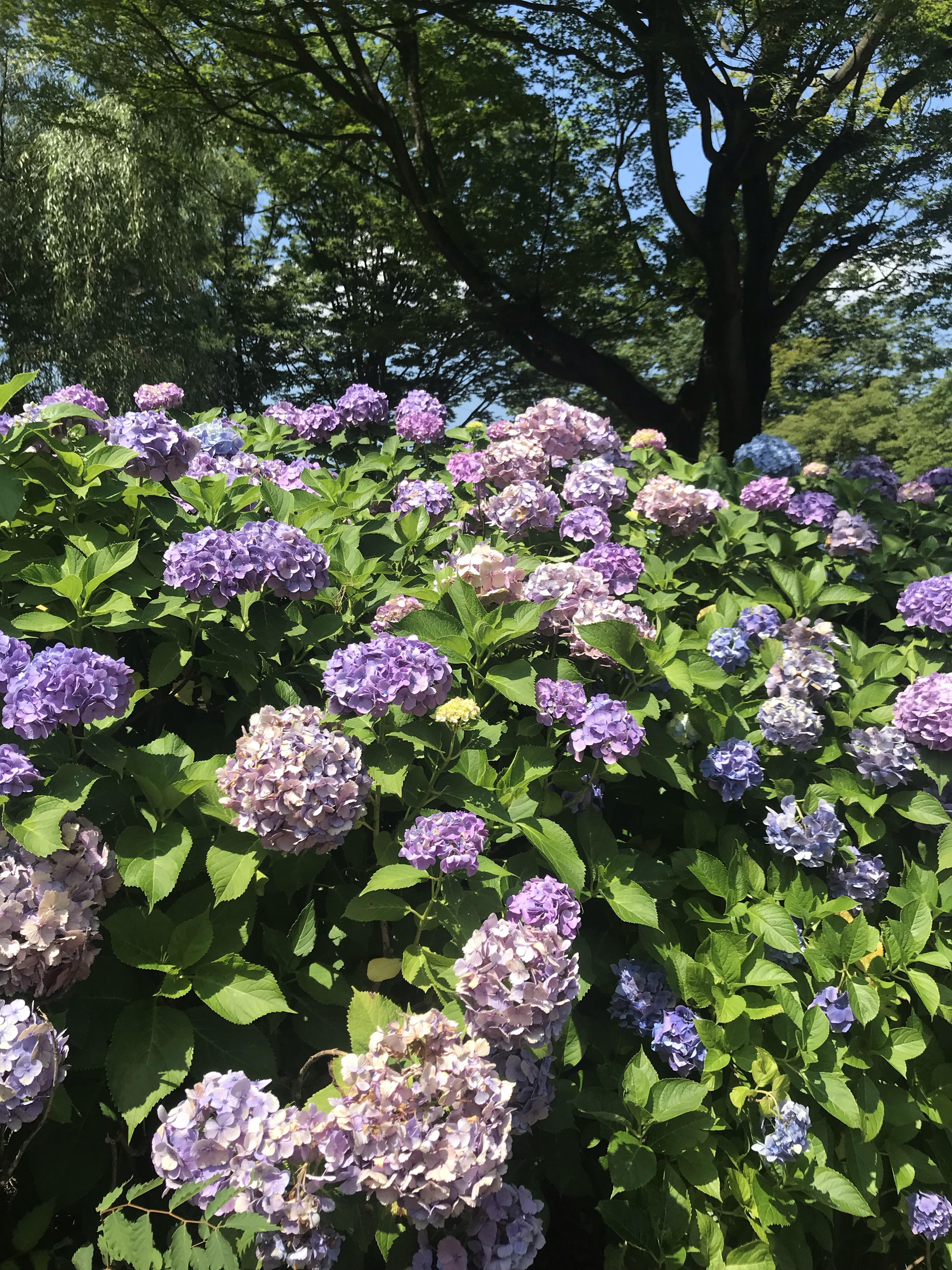 河口湖天上山あじさい公園のあじさい