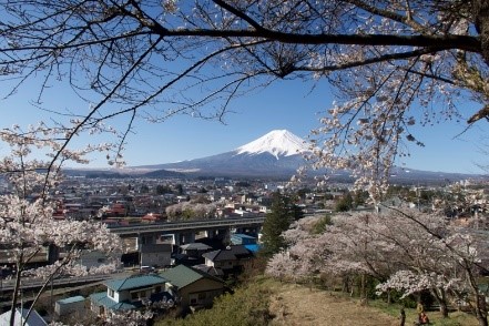 冨士山と桜