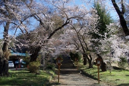 冨士山麓の桜