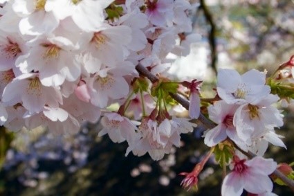 冨士山麓の桜