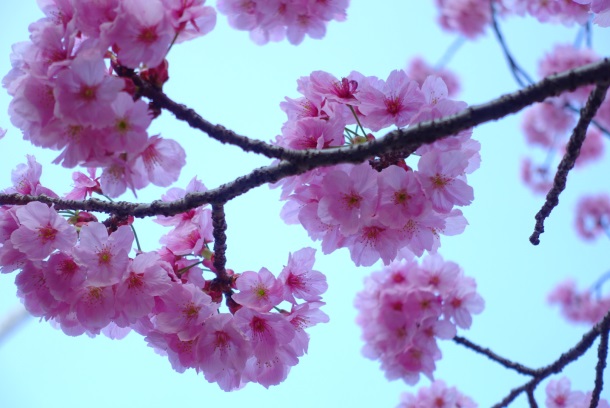 上野公園の桜