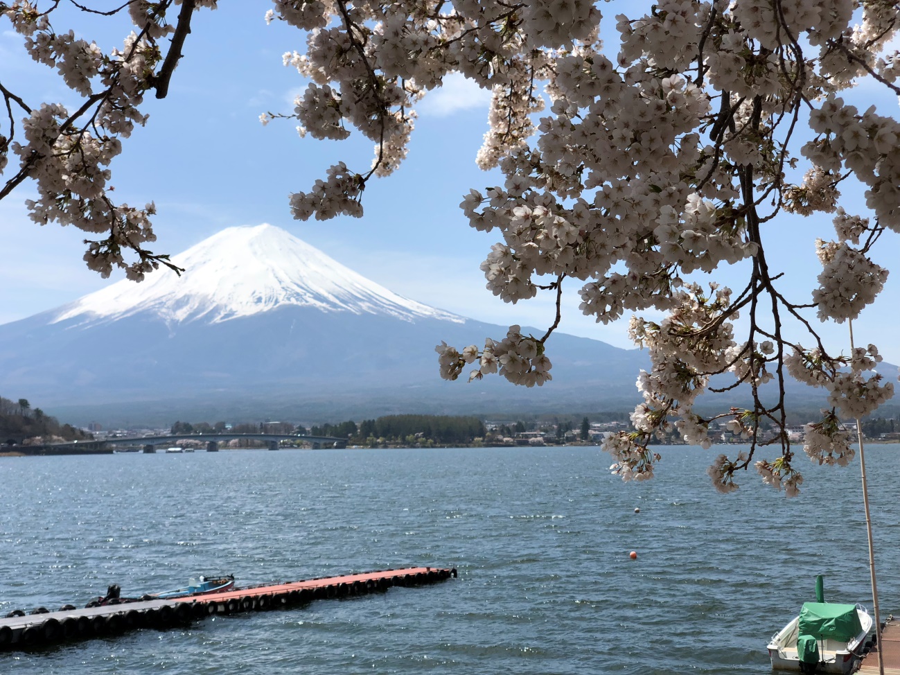 桜と富士山