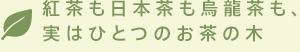 紅茶も日本茶も烏龍茶も、実はひとつのお茶の木