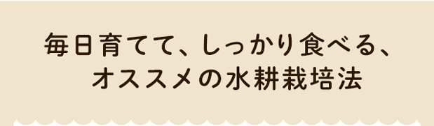 毎日育てて、しっかり食べる、オススメの水耕栽培法